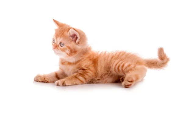 Rode kitten ligt en kijkt uit naar de Wit — Stockfoto