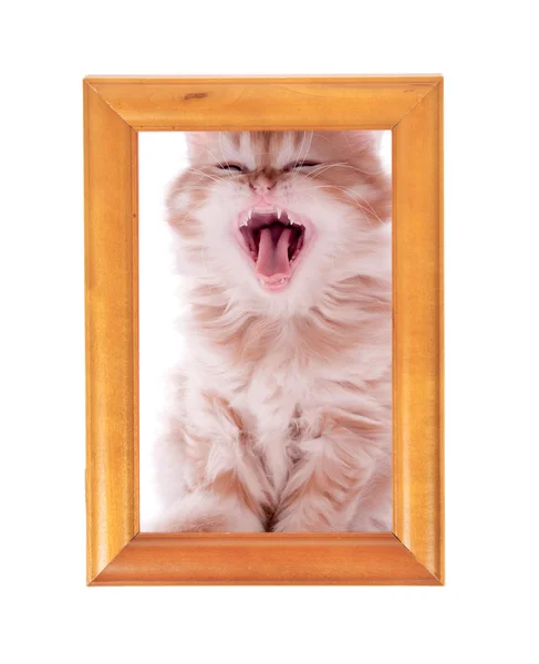 Gatito rojo bosteza sentado en un marco de madera en un blanco — Foto de Stock