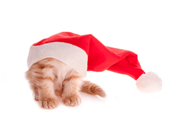 Gatito rojo bajo el gorro de Navidad en aislamiento —  Fotos de Stock