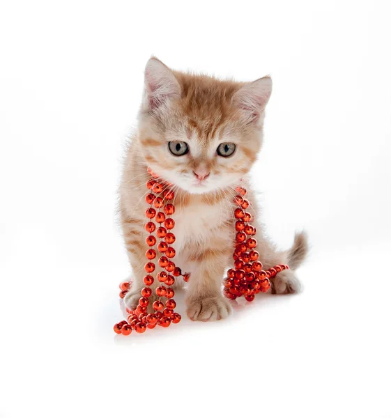 Red kitten sitting in a tree on the white beads — Stock Photo, Image