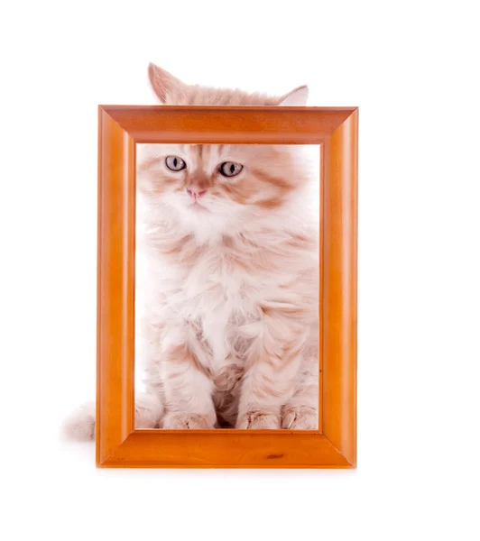 Red kitten sitting at a wooden frame in isolation — Stock Photo, Image