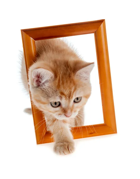 Gatito rojo fuera de un marco de madera — Foto de Stock