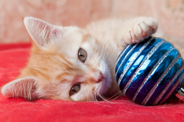 Red kitten lays on a red with a Christmas toy — Stock Photo, Image