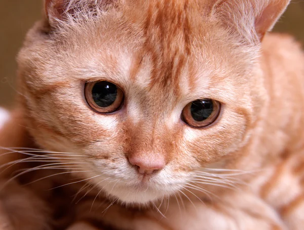 Gato vermelho close-up — Fotografia de Stock