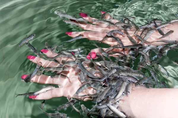 garra rufa Spa güzellik bakımlarından el ve parmaklar, Balık