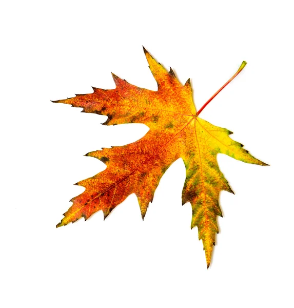 Jesień liść na biały — Zdjęcie stockowe