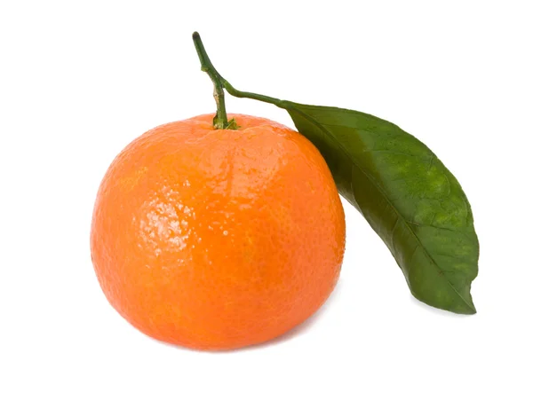 Mandarina con una rama verde sobre un fondo blanco —  Fotos de Stock