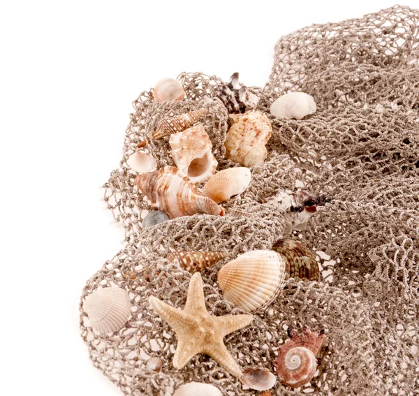 Conchas do mar e estrelas do mar na rede de pesca sobre um fundo branco — Fotografia de Stock