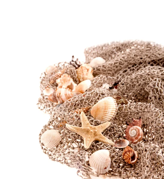 Conchas do mar e estrelas do mar na rede de pesca sobre um fundo branco — Fotografia de Stock