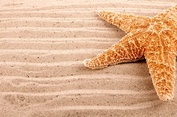 Bakgrund av stor sea star liggande i sanden — Stock fotografie