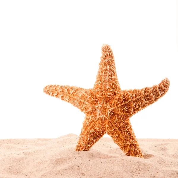 Estrela do mar está na areia no branco — Fotografia de Stock