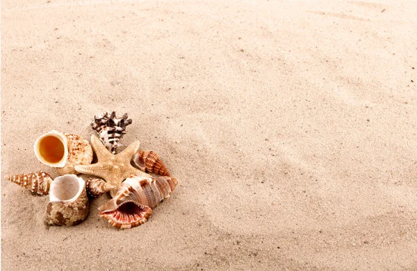 Achtergrond van schelpen en zeester op het strand zand — Stockfoto
