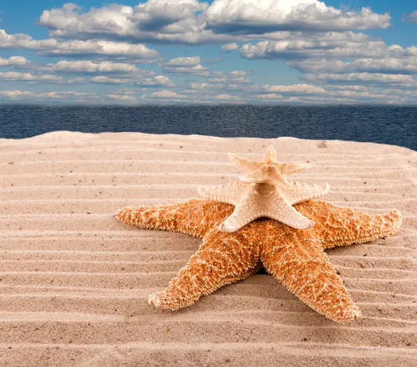 Tři mořské hvězdy leží na pobřeží pláže — Stock fotografie