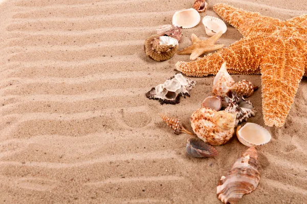Fundo de conchas e estrelas do mar na areia da praia — Fotografia de Stock