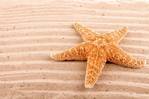 büyük deniz yıldızı kuma yalan arka plan