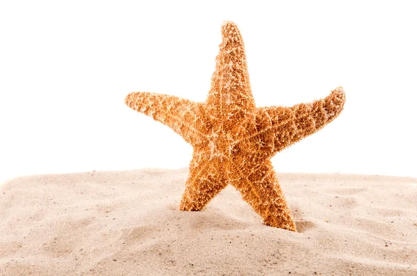 Estrela do mar está na areia no branco — Fotografia de Stock