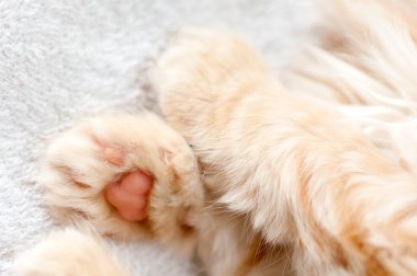 pembe yastık Kızıl saçlı yavru kedi ile ayak