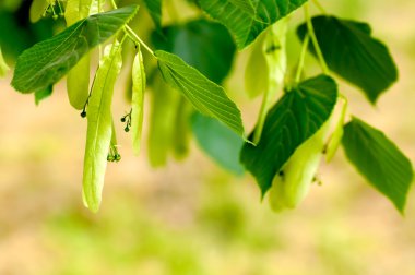 kireç yaprakları bir tam gelişmiş çiçek değildir kadar yakın