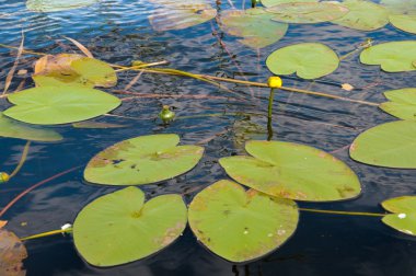 nilüferler göl yaprakları ile