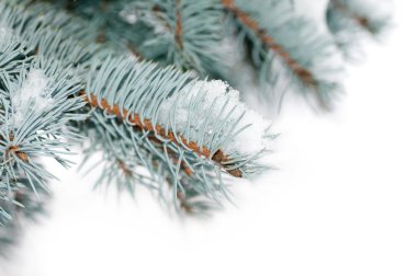 kar izole mavi Ladin dalına yer alır.