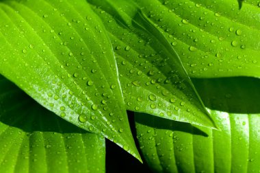 arka plan su üzerinde yeşil bir yaprak düşer