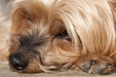 burun yorkshire terrier yakın çekim