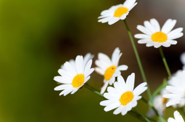 Papatya yeşil zemin çiçek