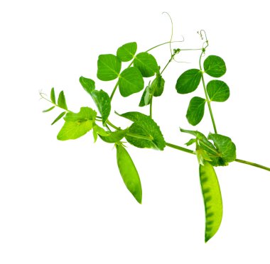 bir dal üzerinde büyüyen yeşil bezelye