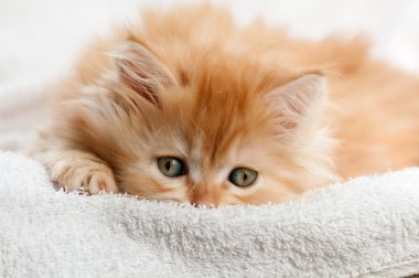 Kırmızı kedi beyaz havlu karşı yer alan.