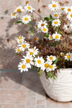 seramik bir tencerede papatya