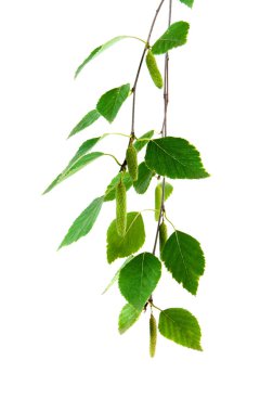 beyaz zemin üzerine huş ağacı dalı