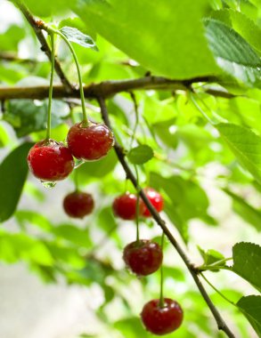 bir ağaç büyüyen bir kiraz