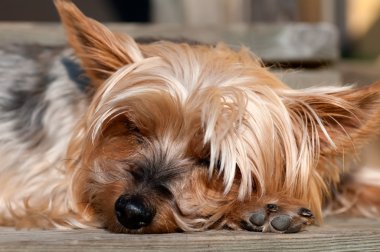 Yorkshire terrier yakın çekim