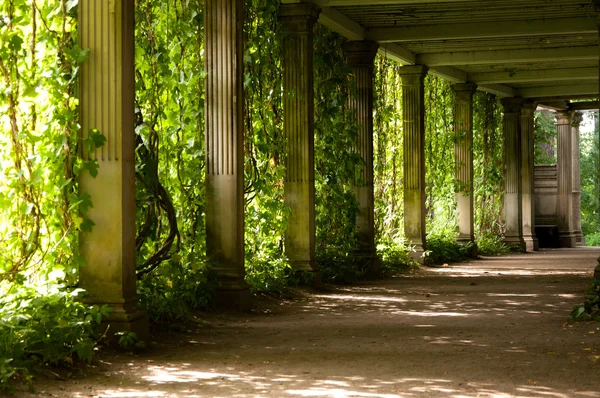 Columnata con las viejas columnas cubiertas de uvas silvestres — Foto de Stock