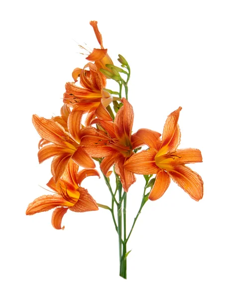 Bouquet of lilies on a white background — Stock Photo, Image