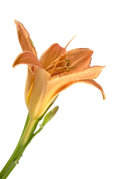 Yellow lily on a white background — Stock Photo, Image