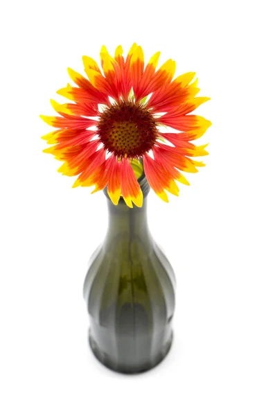 A flower in a bottle — Stock Photo, Image