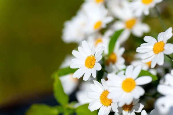 Blüte der Kamille auf grünem Hintergrund — Stockfoto