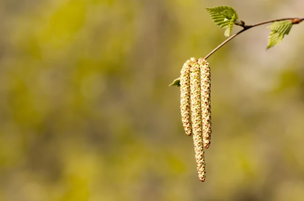 Young birch branch — Stock Photo, Image