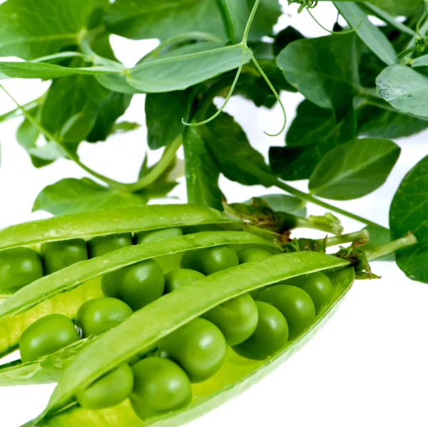 A pea green in a pod — Stock Photo, Image