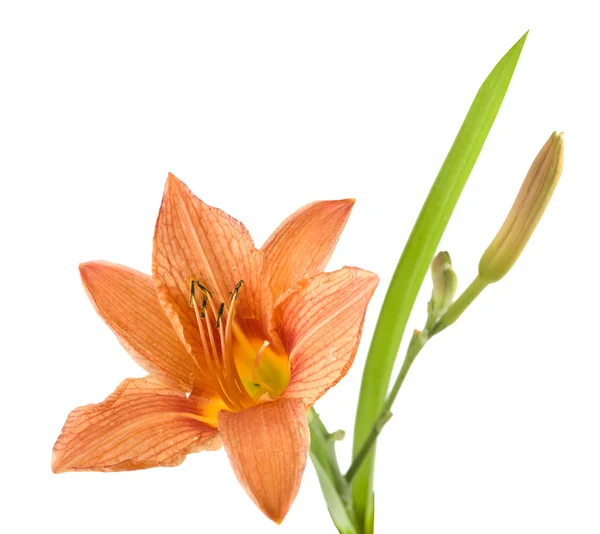 Yellow lily with leaf on a white background — Stock Photo, Image