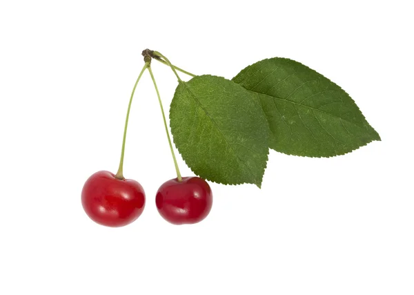 Körsbär med en gren — Stockfoto