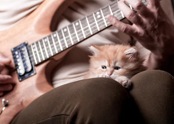 Kitten lays on man 's lap who playing a guitar — стоковое фото