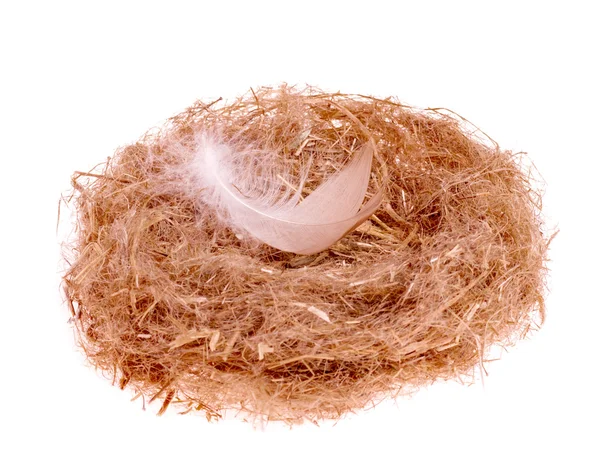Feather in the nest — Stock Photo, Image
