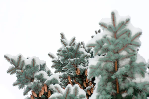 Ramos árvores de abeto azul cobertas com cones de neve — Fotografia de Stock