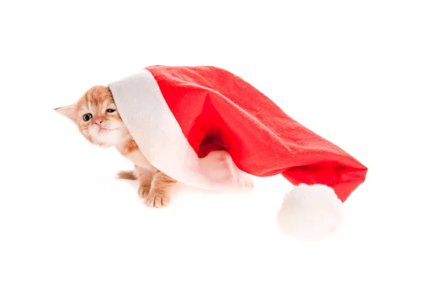 Gatito rojo bajo el gorro de Navidad en aislamiento —  Fotos de Stock