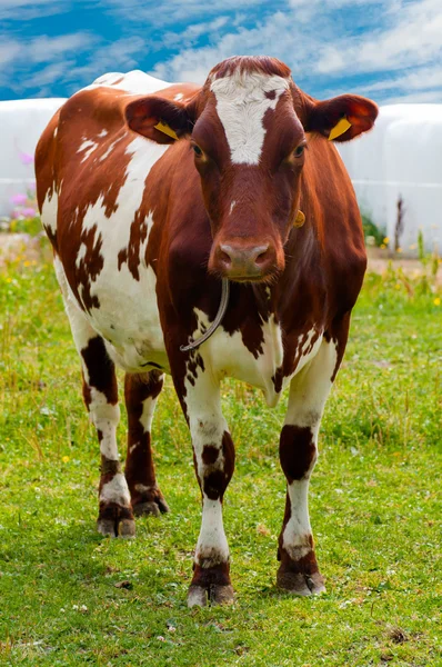 inek kahverengi ve beyaz mera üzerinde