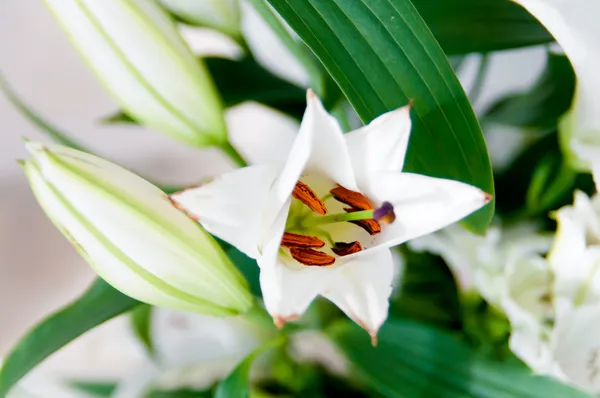 Lily flower close up — Stock Photo, Image