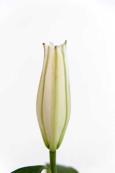 Бутон цветка лилии белой — стоковое фото