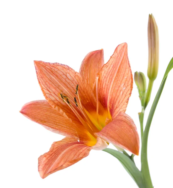 Yellow lily on a white background — Stock Photo, Image